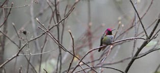 hummingbird Hummingbird photo by Derek Scott.