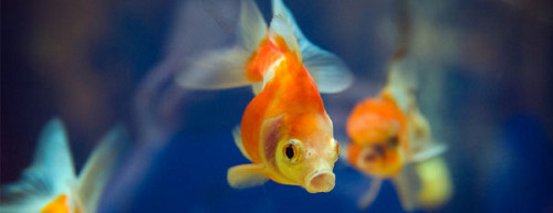 image-1-fish-2-fish