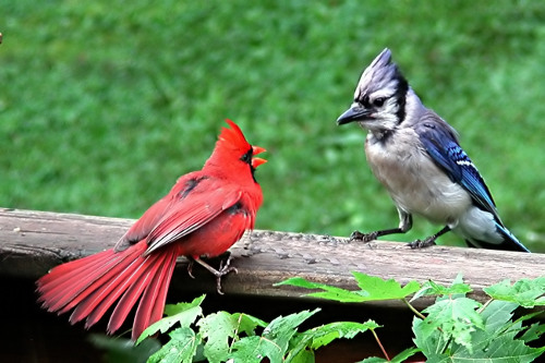 Blue_jay_cardinal_filteredsmall