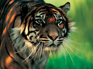 Sumatran Tiger