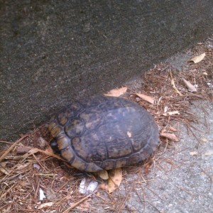 484675_194499594043438_616685783_n