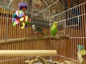 1170809_210364149123649_572152009_n