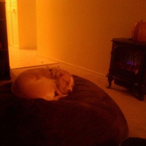 1381958_228689293957801_1557468857_n