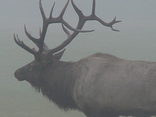 elkmist